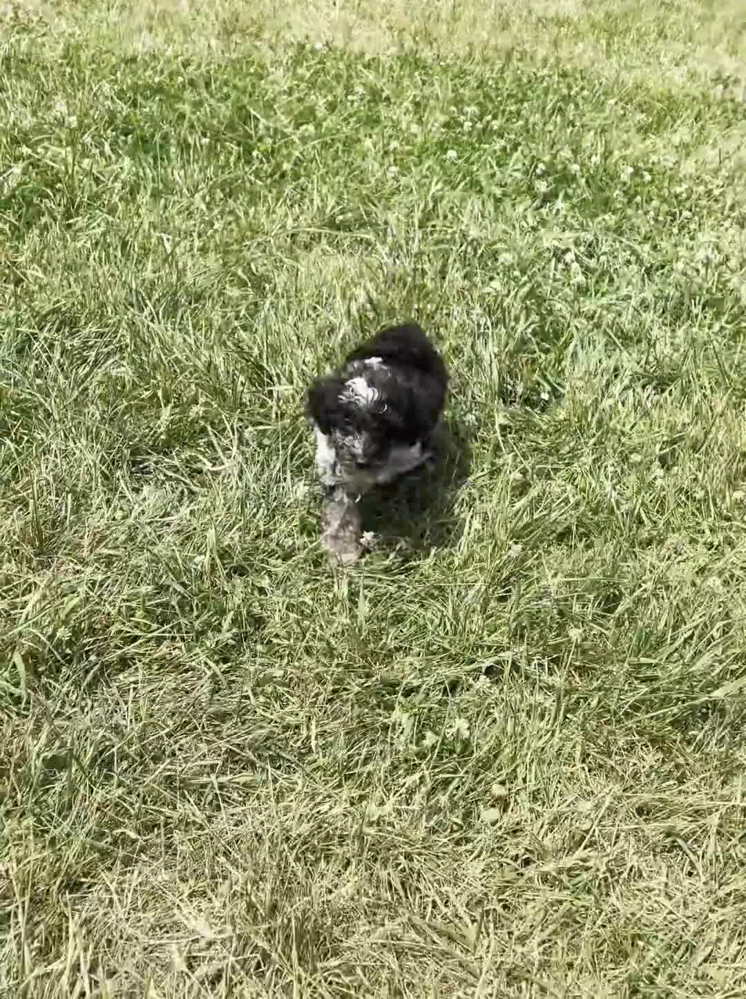 Toy Poodle dogs for sale: Fudge Swirl AKC - Video 1