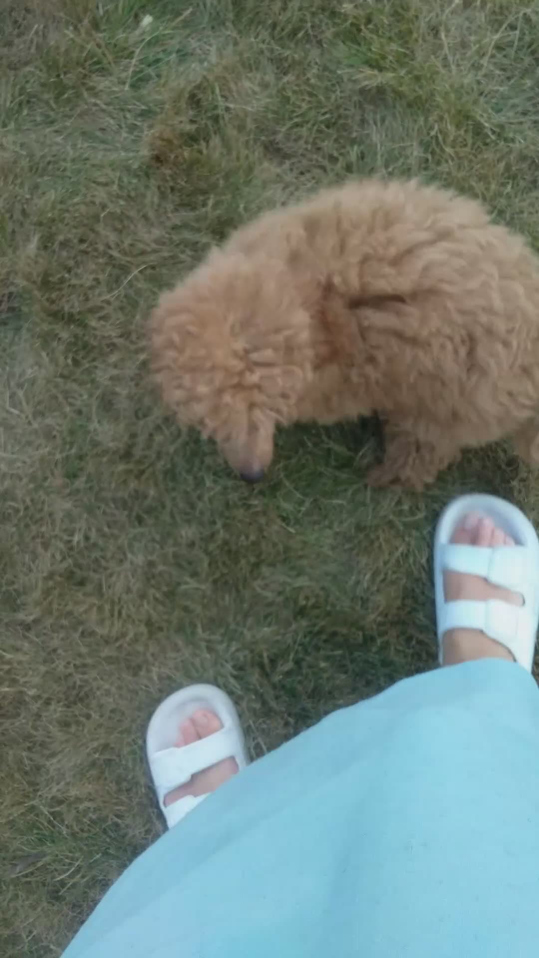 Miniature Poodle dogs for sale: Bella - Video 1