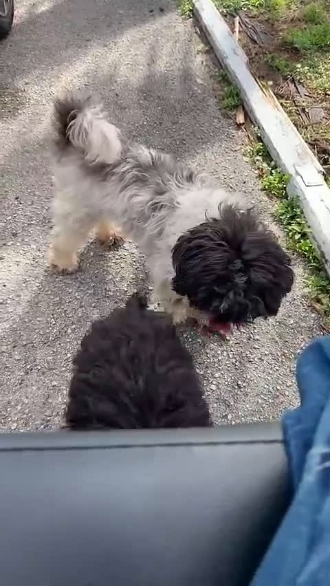 Shihpoo dogs for sale: Shihpoo Puppy 4 - Video 2