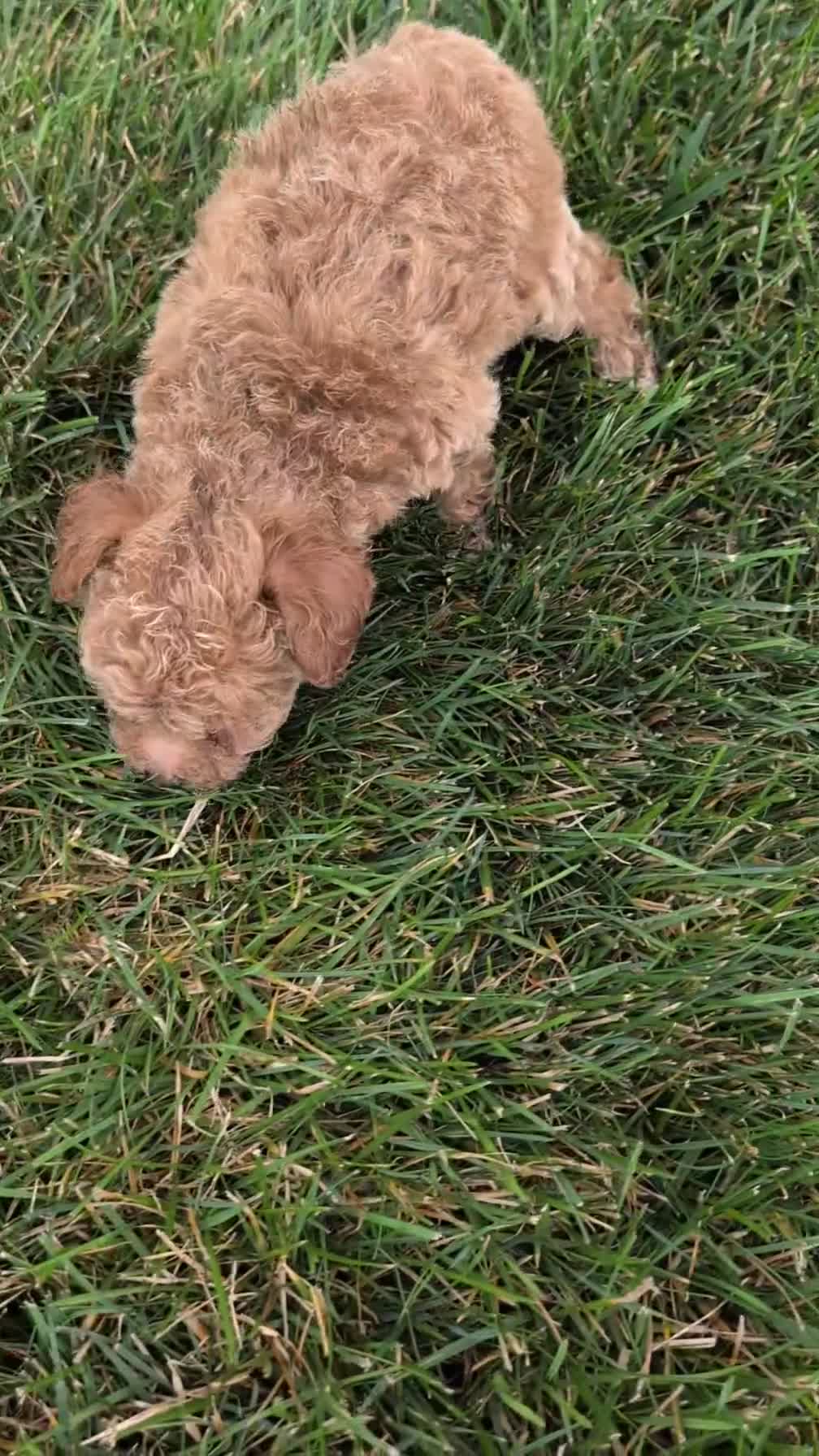 Toy Poodle dogs for sale: Lando - Video 1