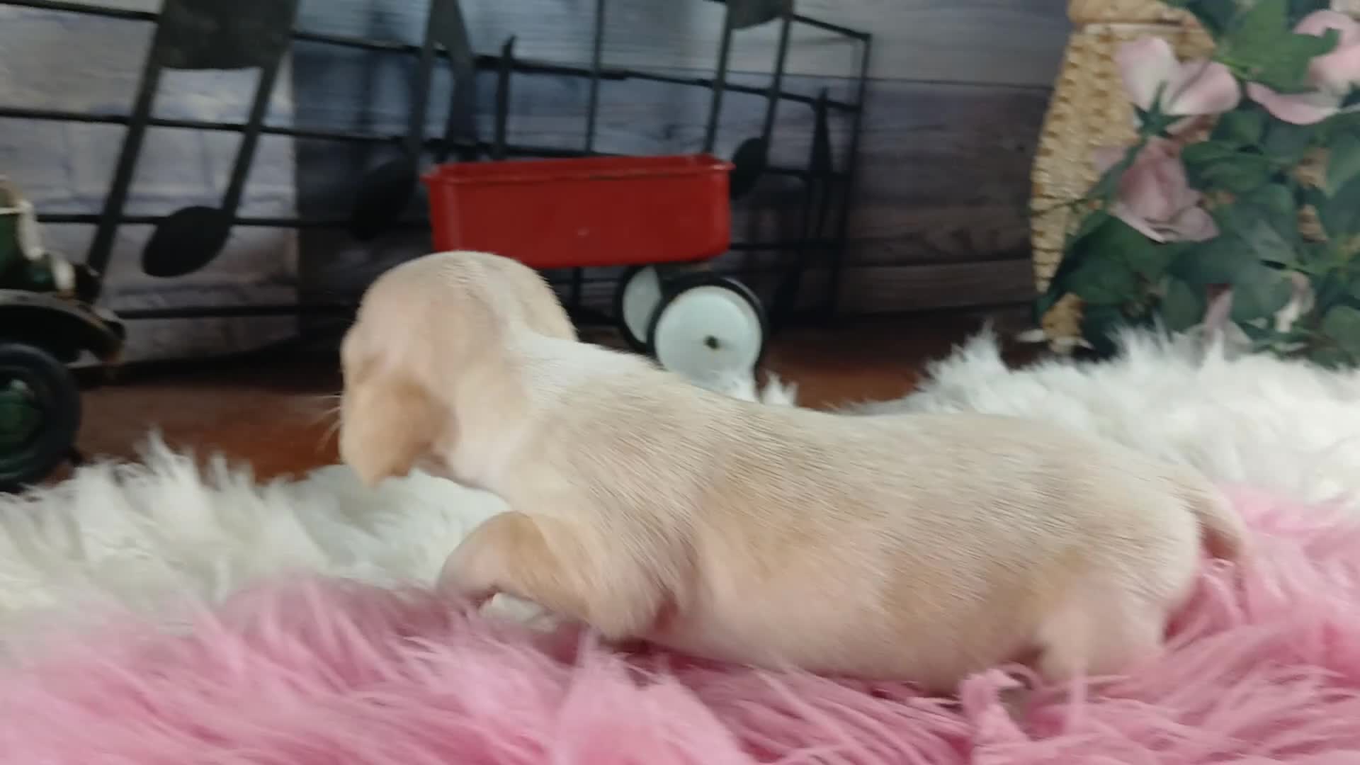 Dachshund dogs for sale: Nationwide delivery. Sugar pies piebald girl chocolate nose - Video 1