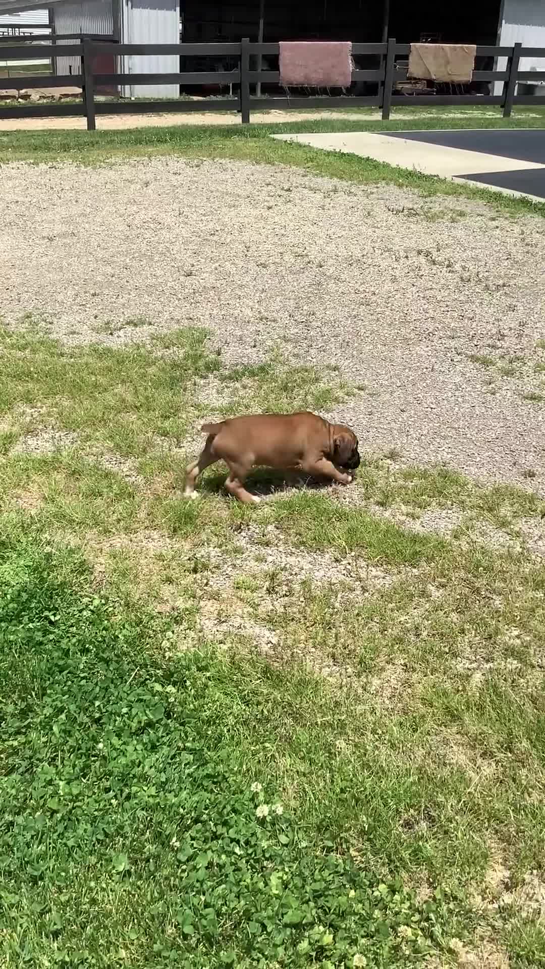 Boxer dogs for sale: Boxer Puppy 3- Susie - Video 2