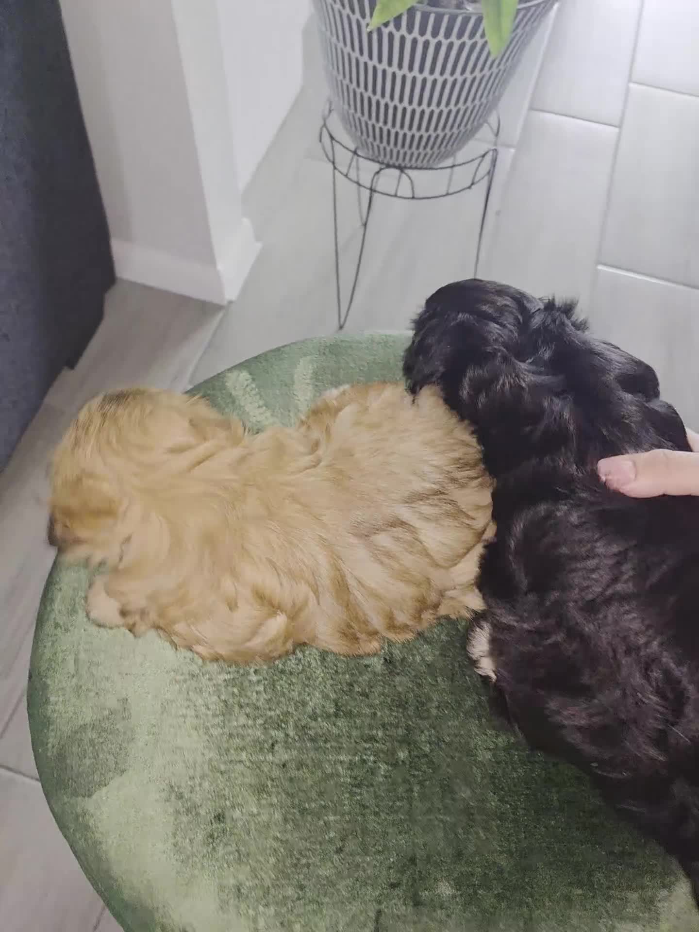 Shih Tzu dogs for sale: Shih Tzu 2 - Video 1