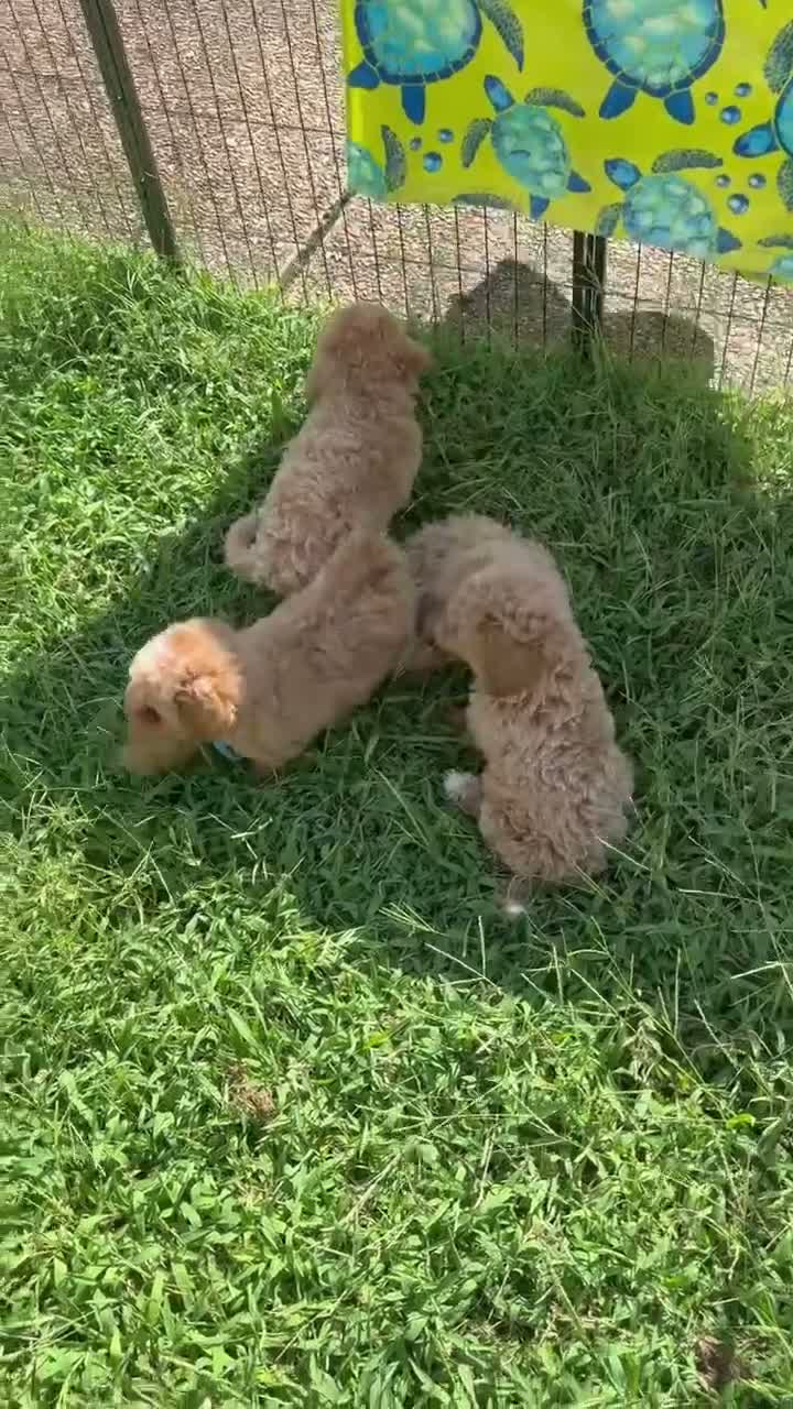 Mini Goldendoodle dogs for sale: Mini Goldendoodle Male 2 - Video 1