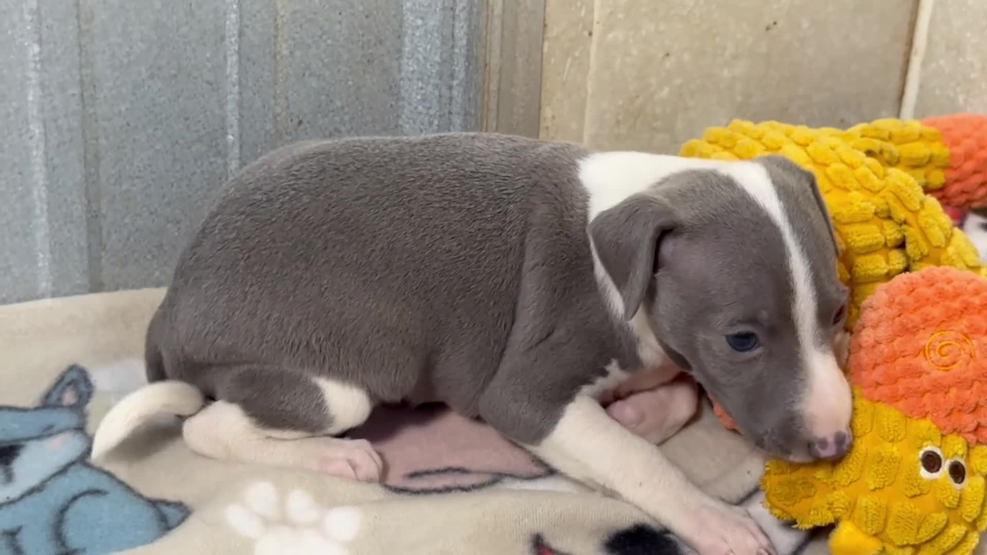 Italian Greyhound dogs for sale: Camo AKC - Video 1