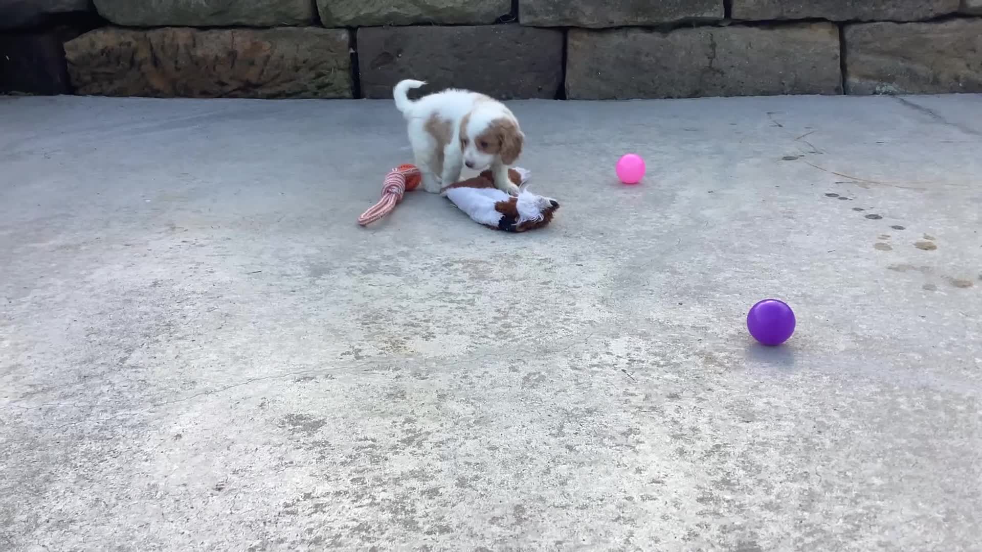 Cavapoo dogs for sale: Willow - Video 1