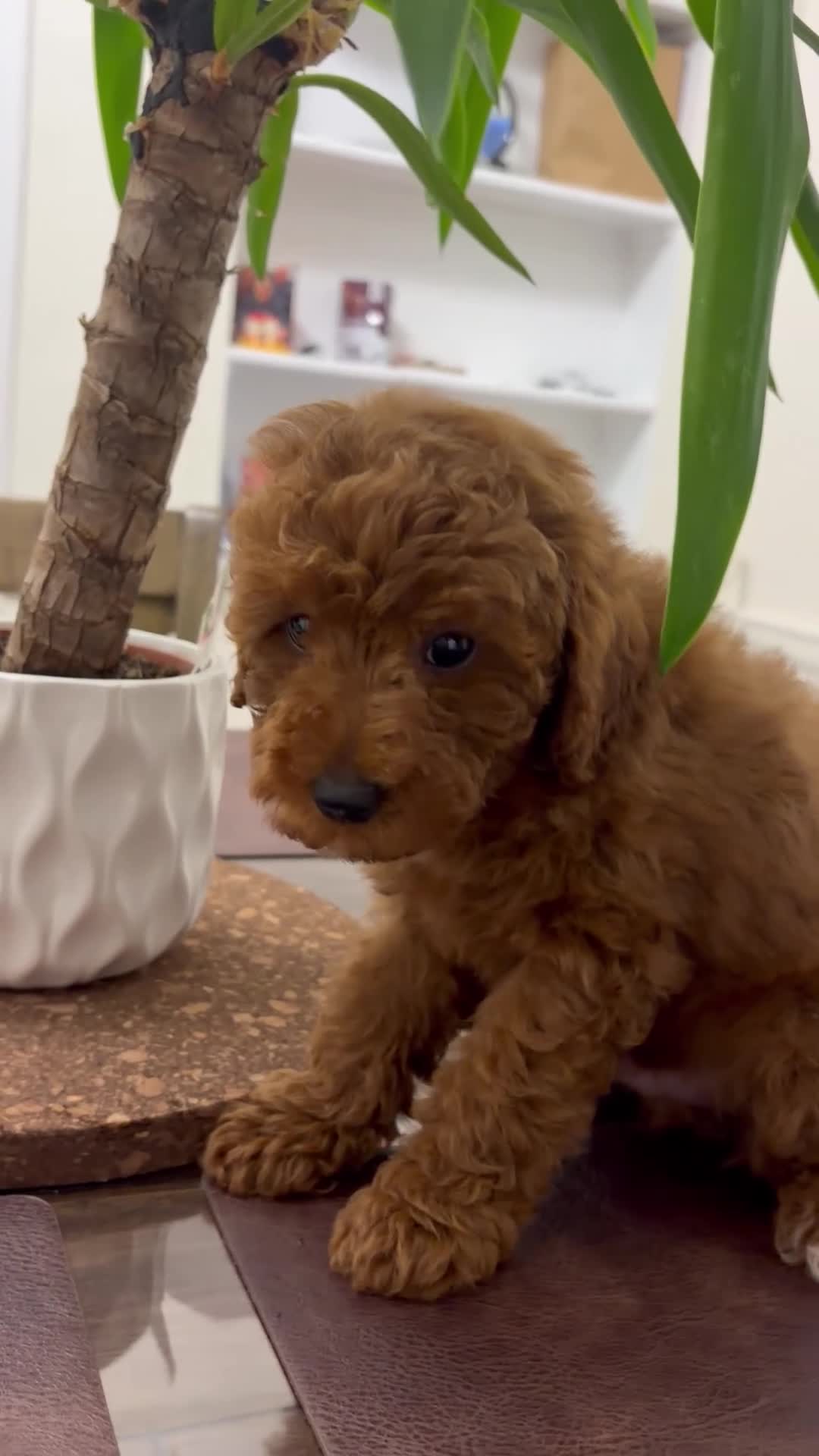 Toy Poodle dogs for sale: Kai - Video 1