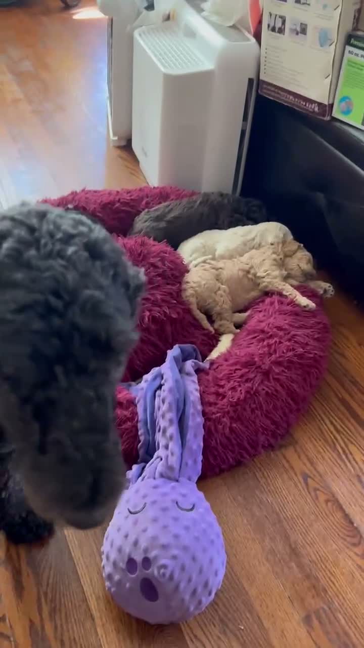 Goldendoodle dogs for sale: Mr Toes - Video 2