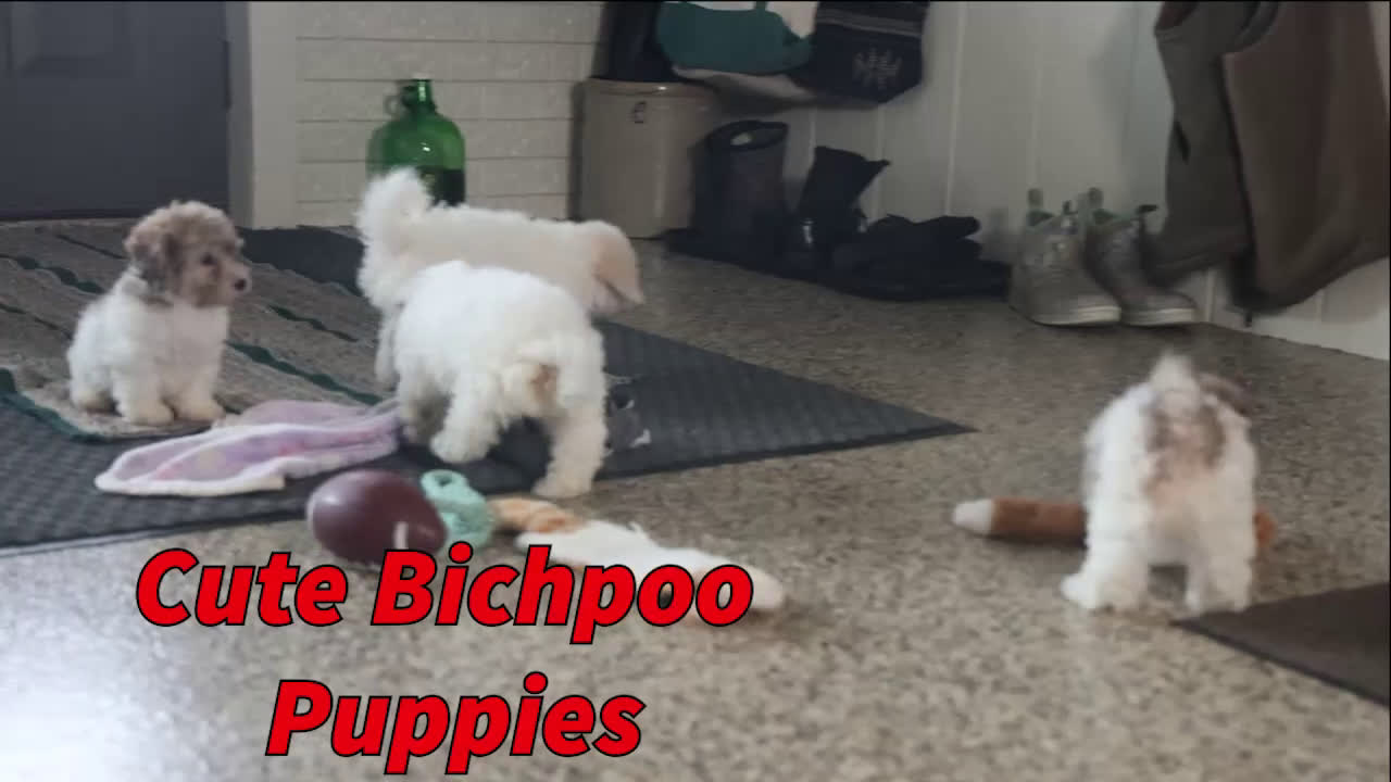 Bichpoo dogs for sale: Sweetheart - Video 1