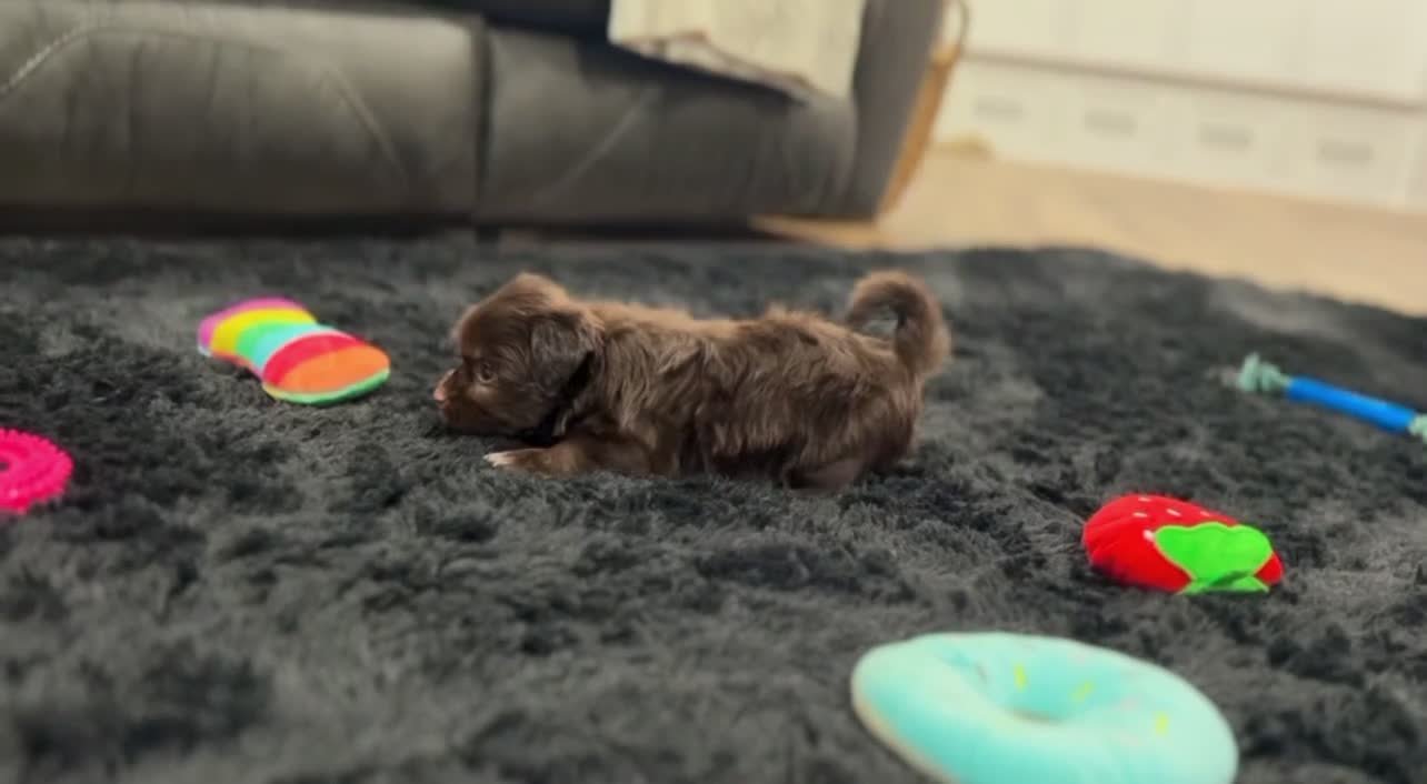 Havanese dogs for sale: Ricky - Video 1
