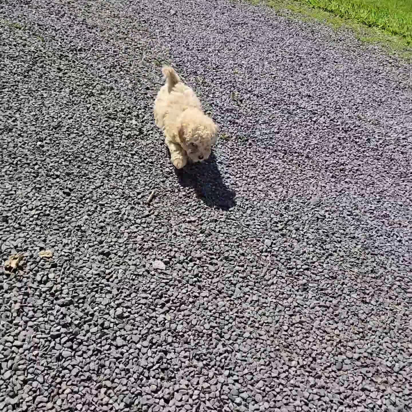 Miniature Poodle dogs for sale: Dolly - Video 1