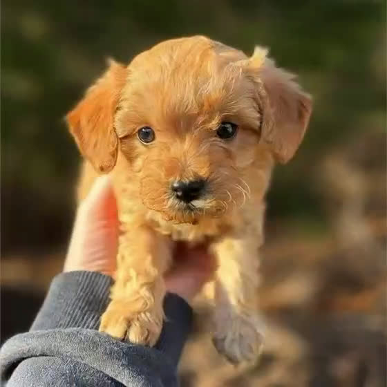 Toy Poodle dogs for sale: Lena - Video 1