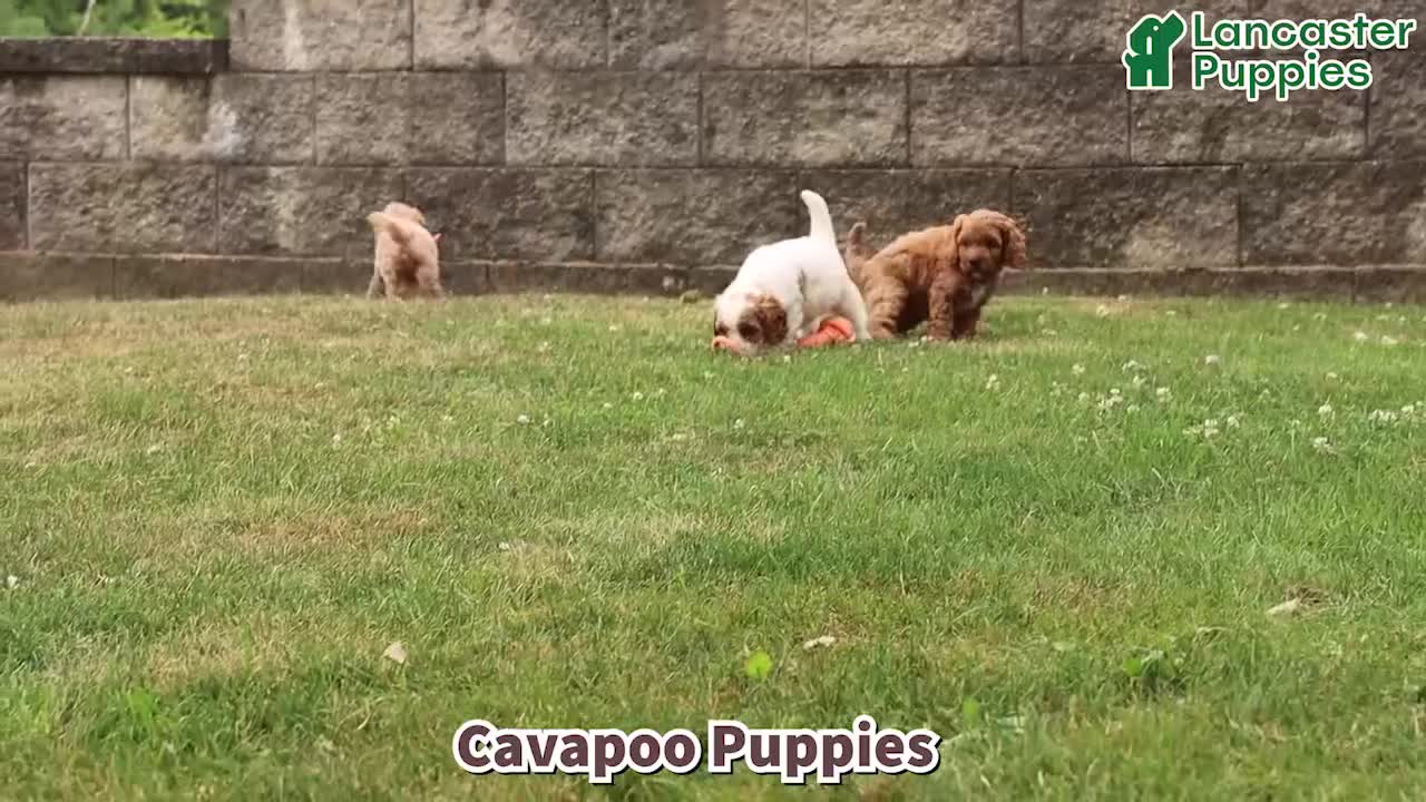 Cavapoo dogs for sale: Marlow - Video 1