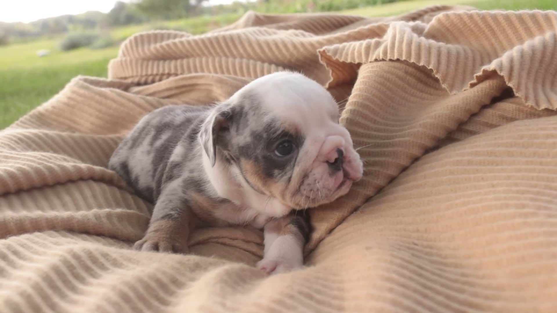 English Bulldog dogs for sale: Savannah English Bulldog  - Video 1