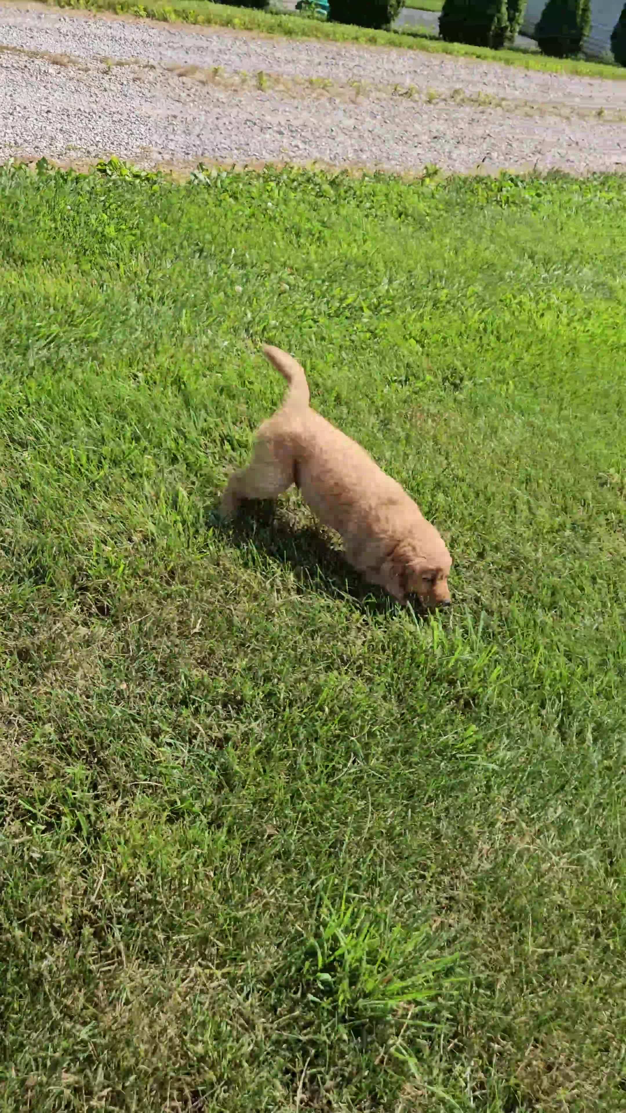 Golden Retriever dogs for sale: Duke - Video 1