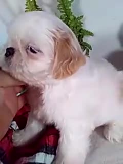 Shih Tzu dogs for sale: Alex  - Video 1