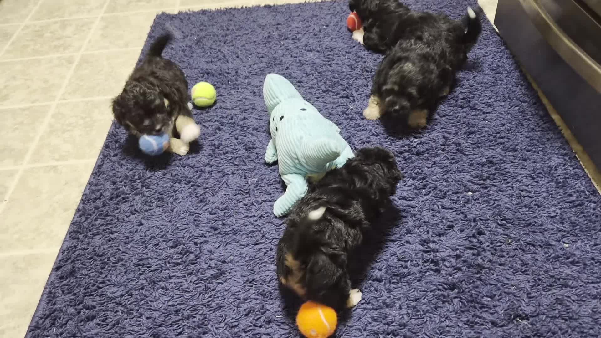 Malshi dogs for sale: Reeses - Video 1