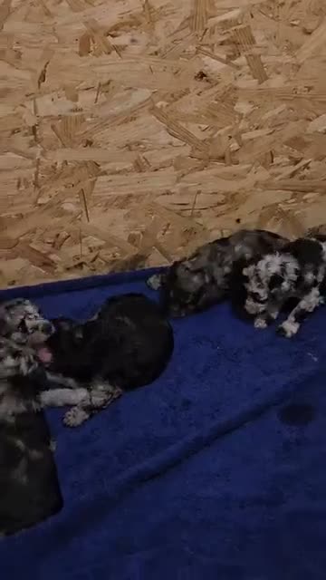Miniature Poodle dogs for sale: Miniature Poodle 6 - Video 1