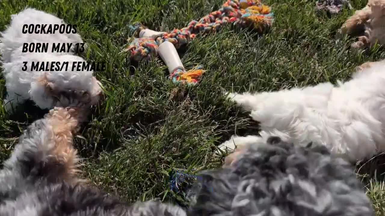 Cockapoo dogs for sale: Lando  - Video 2