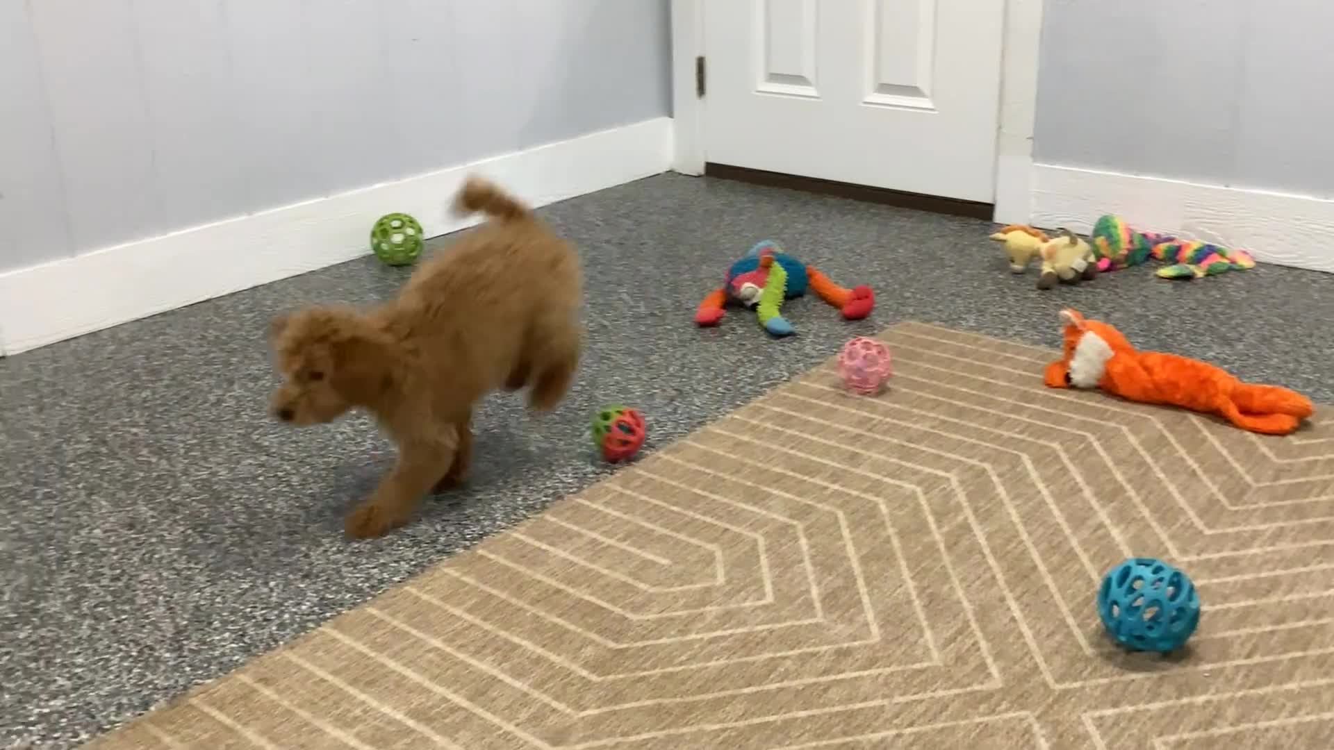 Mini Goldendoodle dogs for sale: Buddy - Video 1