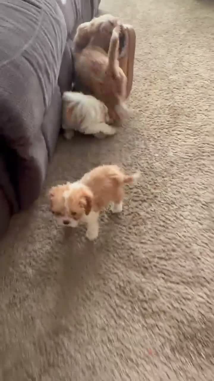 Cavapoo dogs for sale: Lola - Video 1
