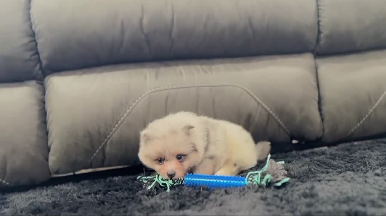 Pomeranian dogs for sale: Fluffy - Video 2