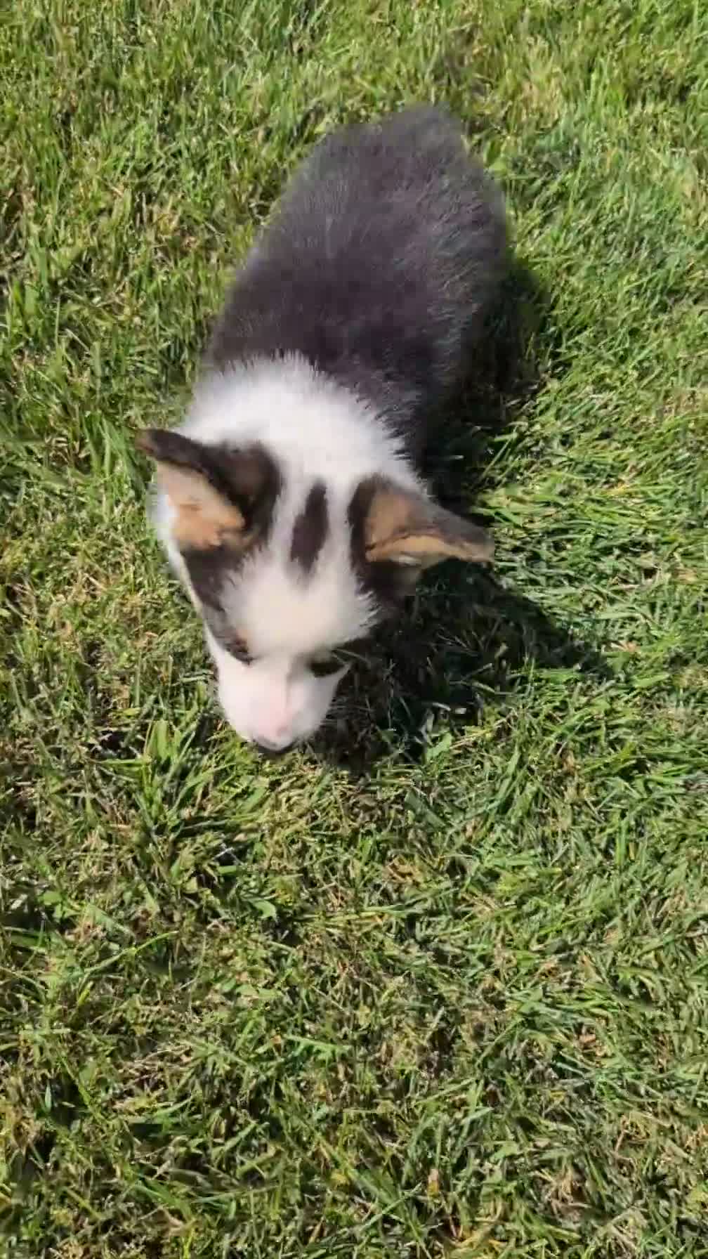Welsh Corgi Pembroke dogs for sale: Logan - Video 1