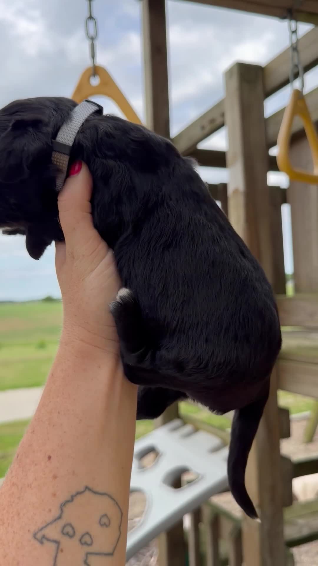 Goldendoodle dogs for sale: Maverick - F1b - Video 1