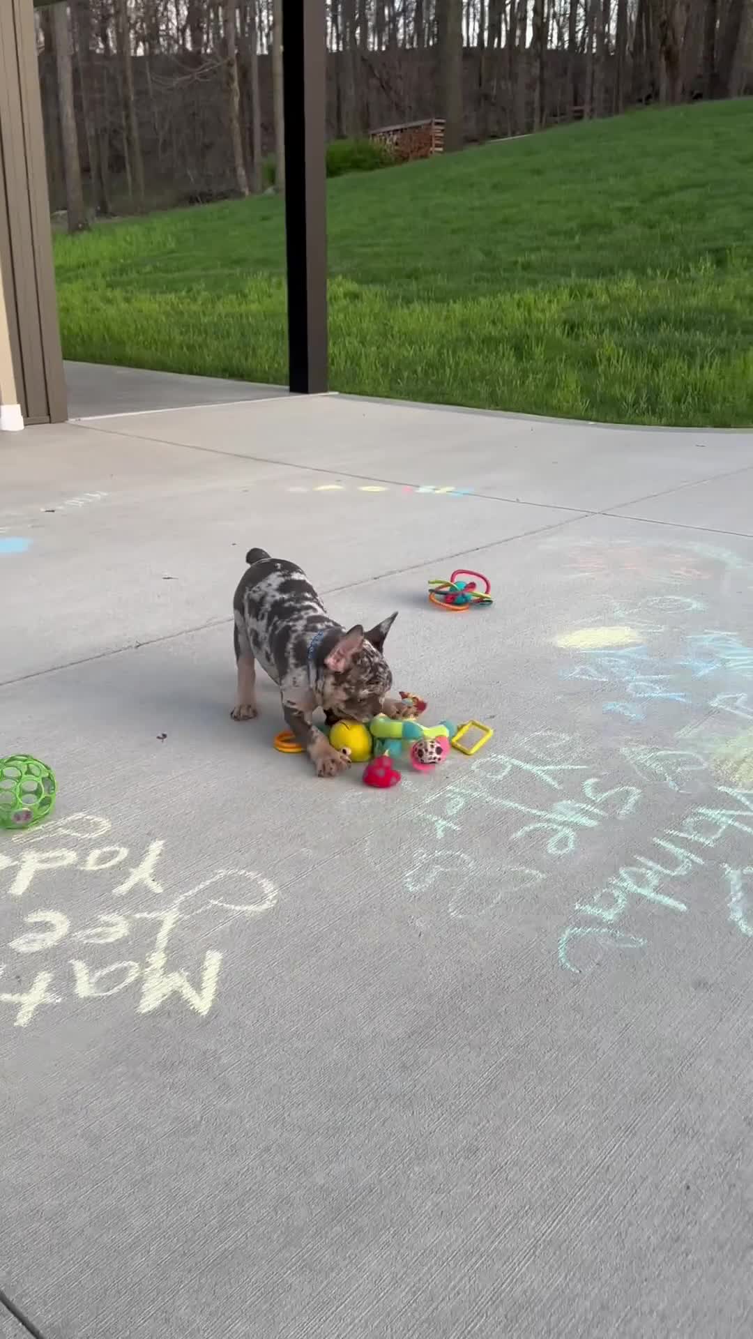 French Bulldog dogs for sale: Triston - Video 1