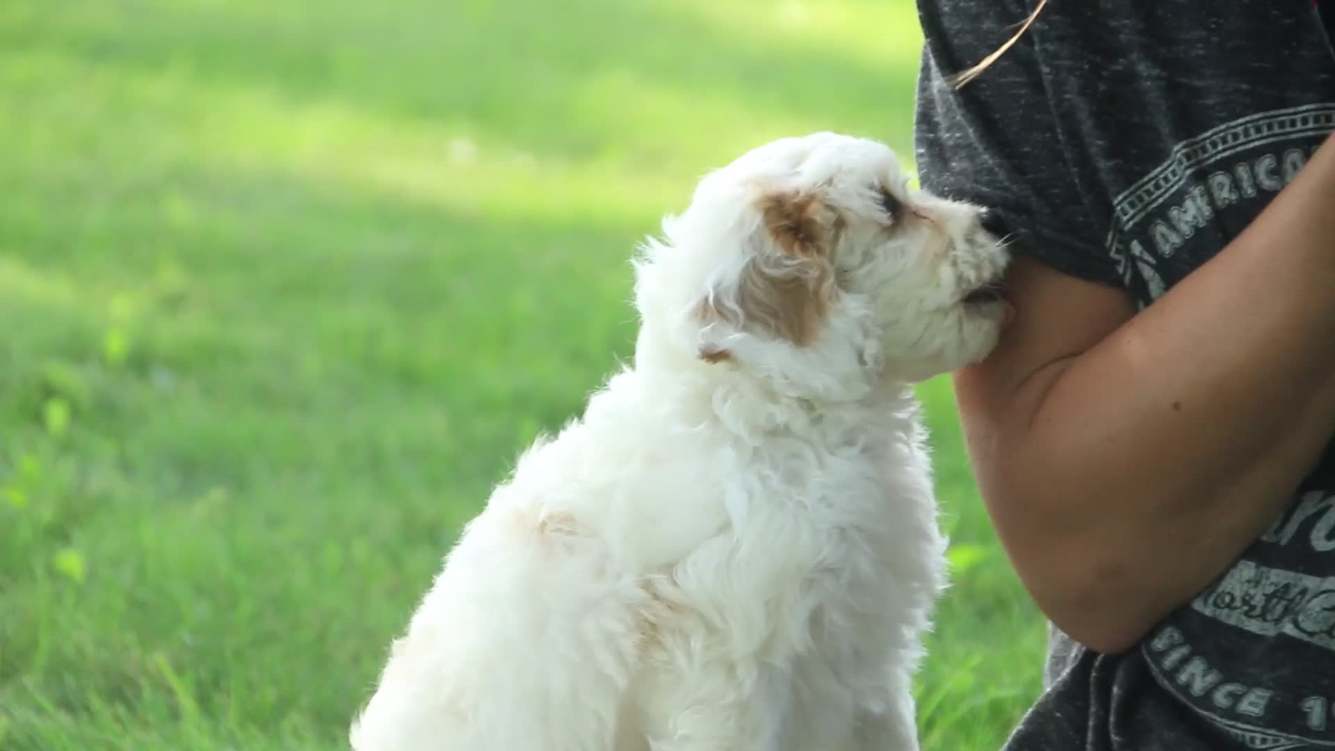Mixed Breed dogs for sale: Gnome Munchkin Bernedoodle - Video 1
