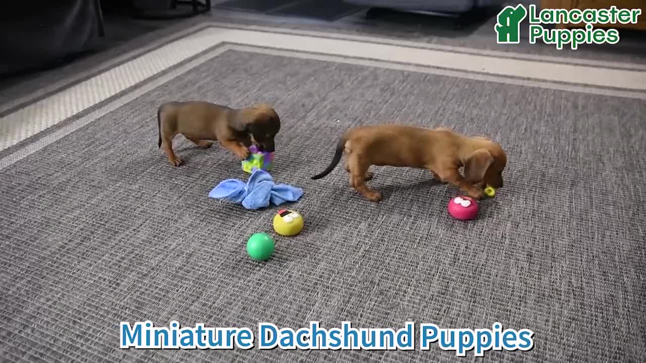 Miniature Dachshund dogs for sale: Dillon - Video 1
