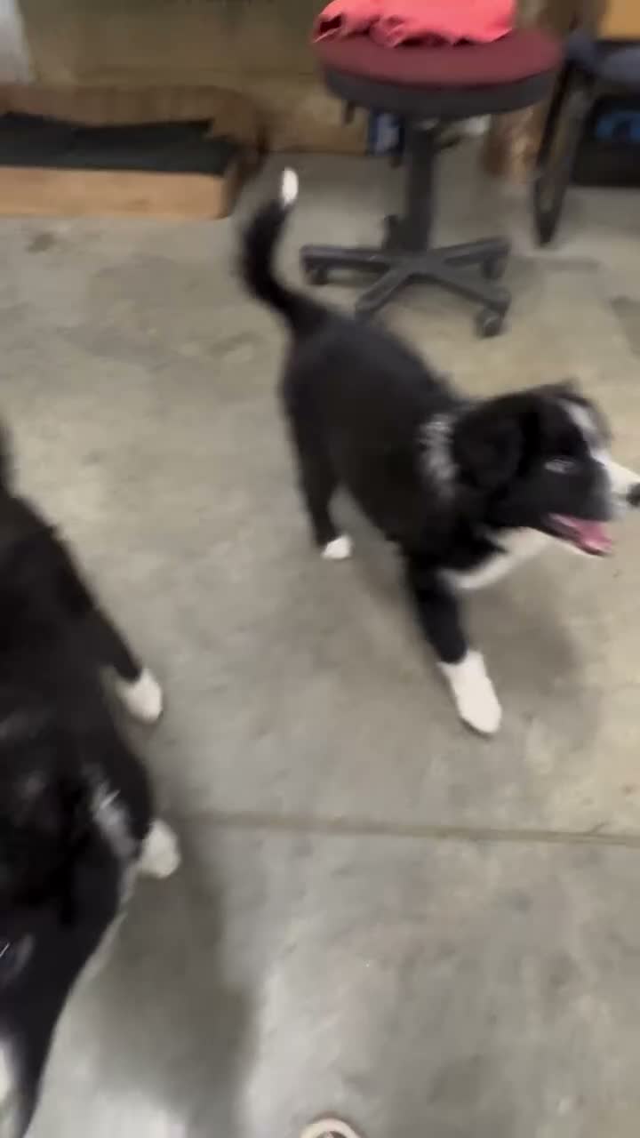 Border Collie dogs for sale: Border Collie 3 - Video 1