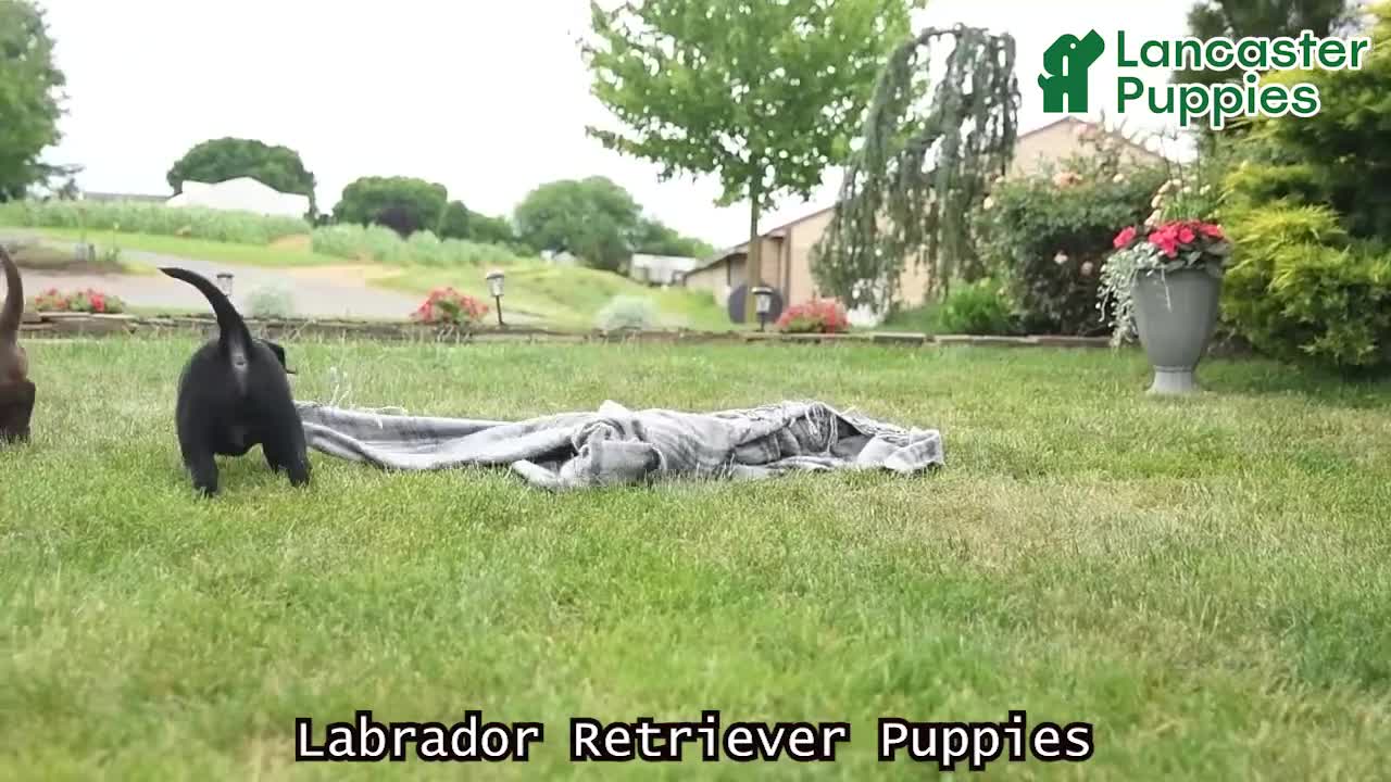 Labrador Retriever dogs for sale: Ava  - Video 1