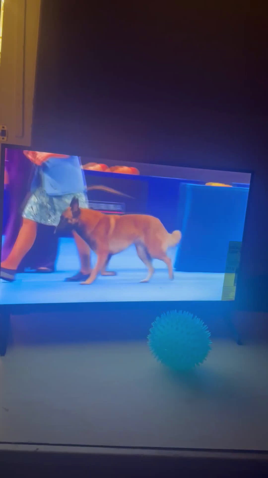 Belgian Malinois dogs for stud: Beast bandit the beast  - Video 2