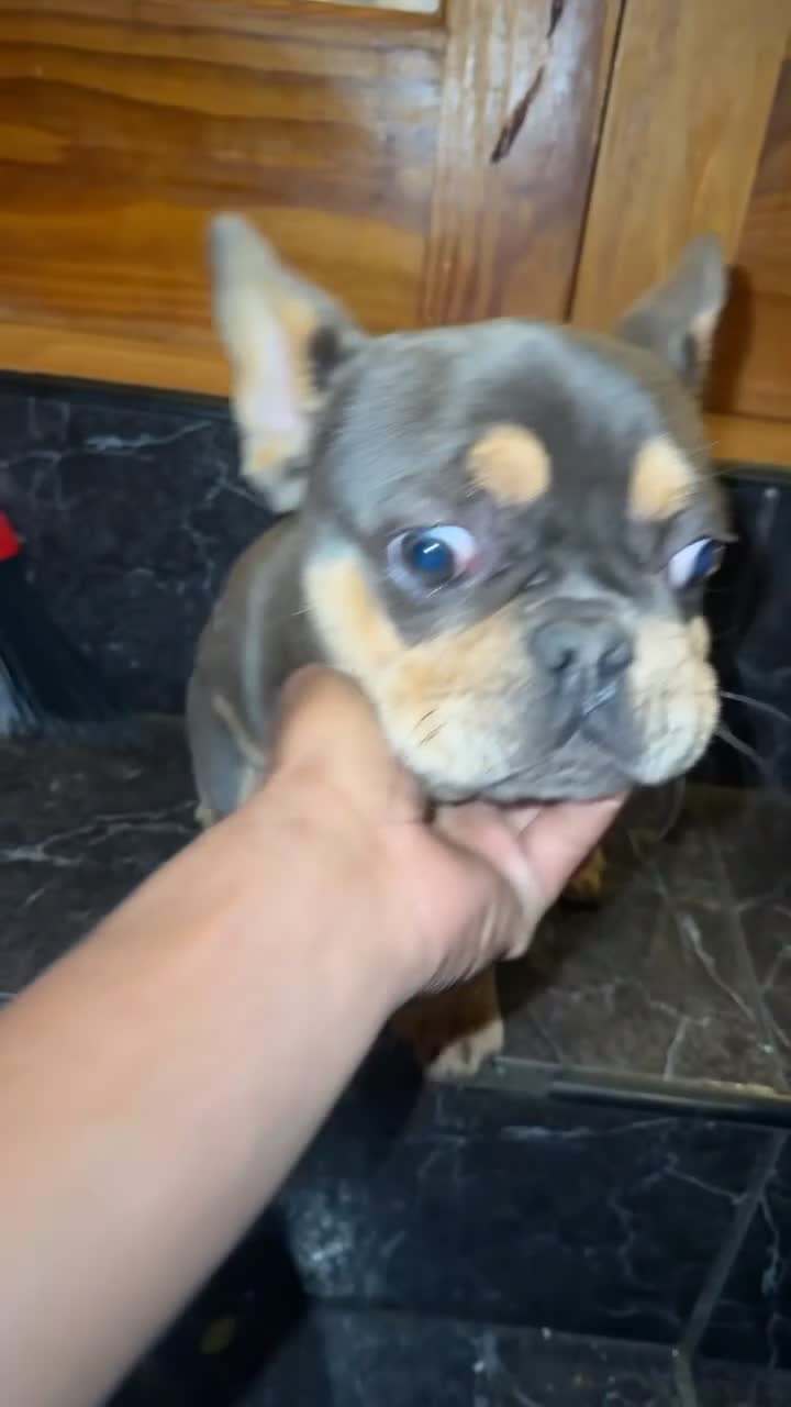 French Bulldog dogs for sale: Bluey - Video 1
