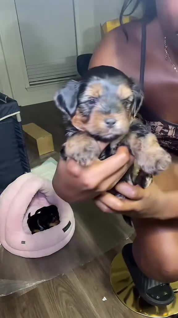 Shorkie dogs for sale: Shorkie 1 (Blue Collar) - Video 1