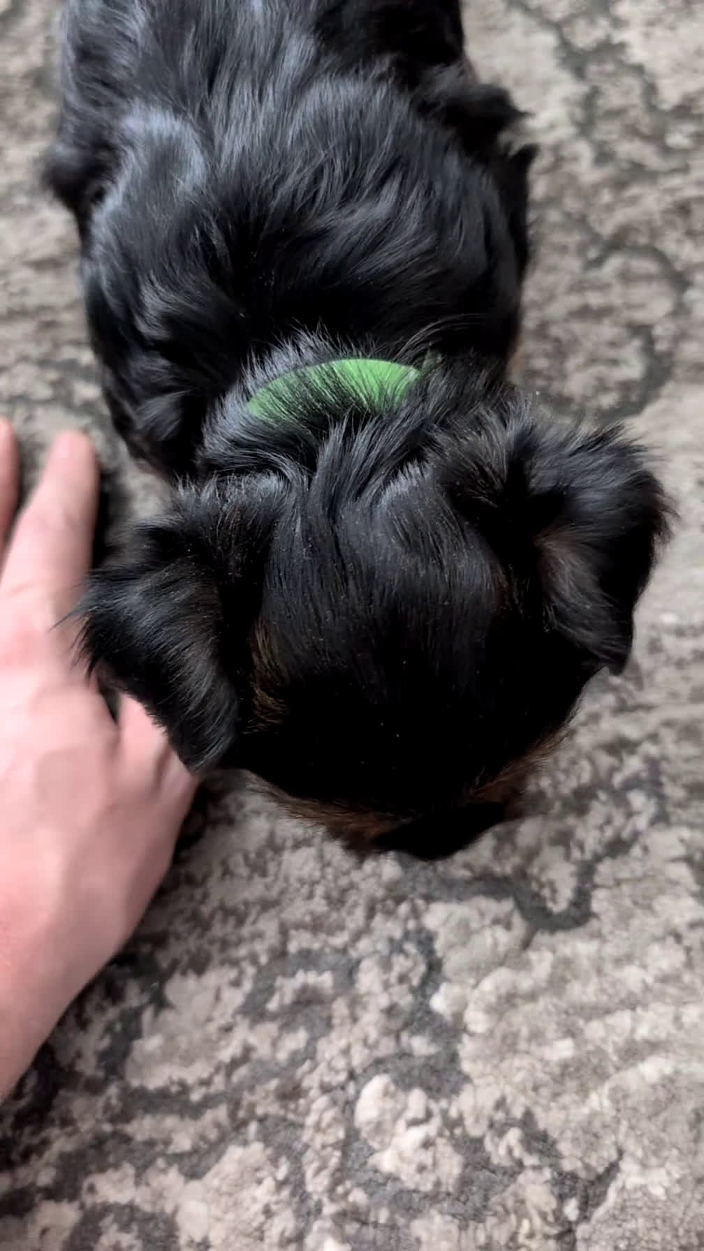 Yorkshire Terrier dogs for sale: Ariel - Video 1