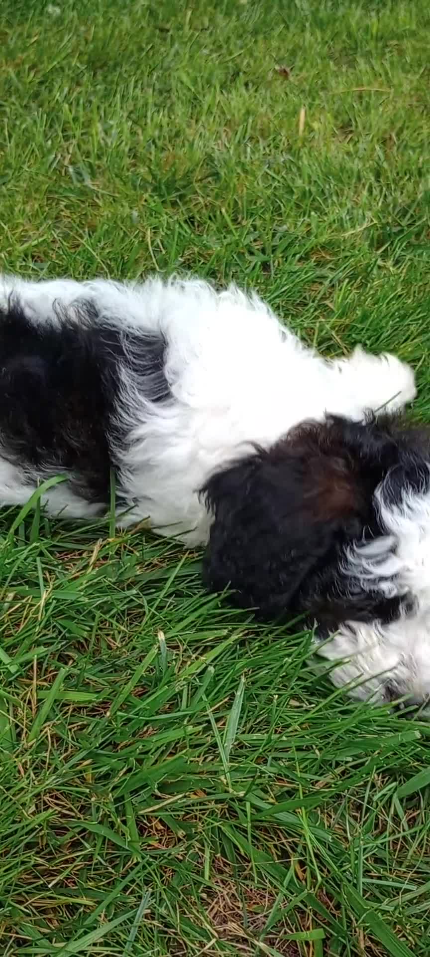 Mini Goldendoodle dogs for sale: Miss Warbler - Video 1