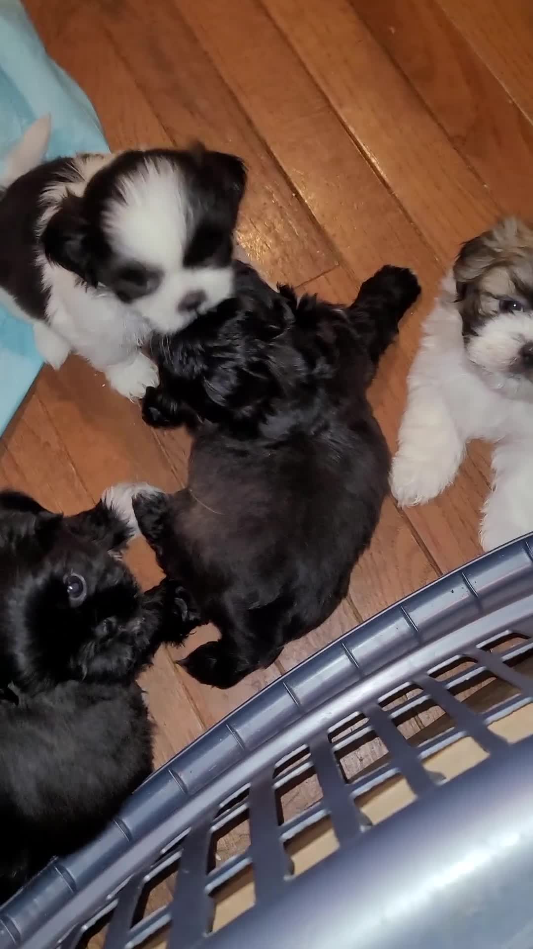 Shih Tzu dogs for sale: Benjamin  - Video 1