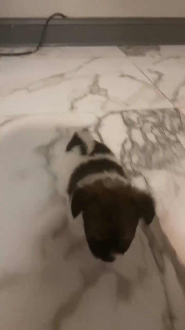 Mixed Breed dogs for sale: Mixed Breed Puppy 3 - Video 2