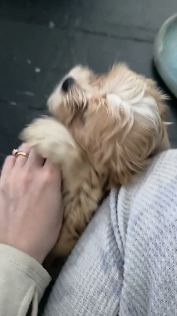 Mixed Breed dogs for sale: Marcus - Video 1