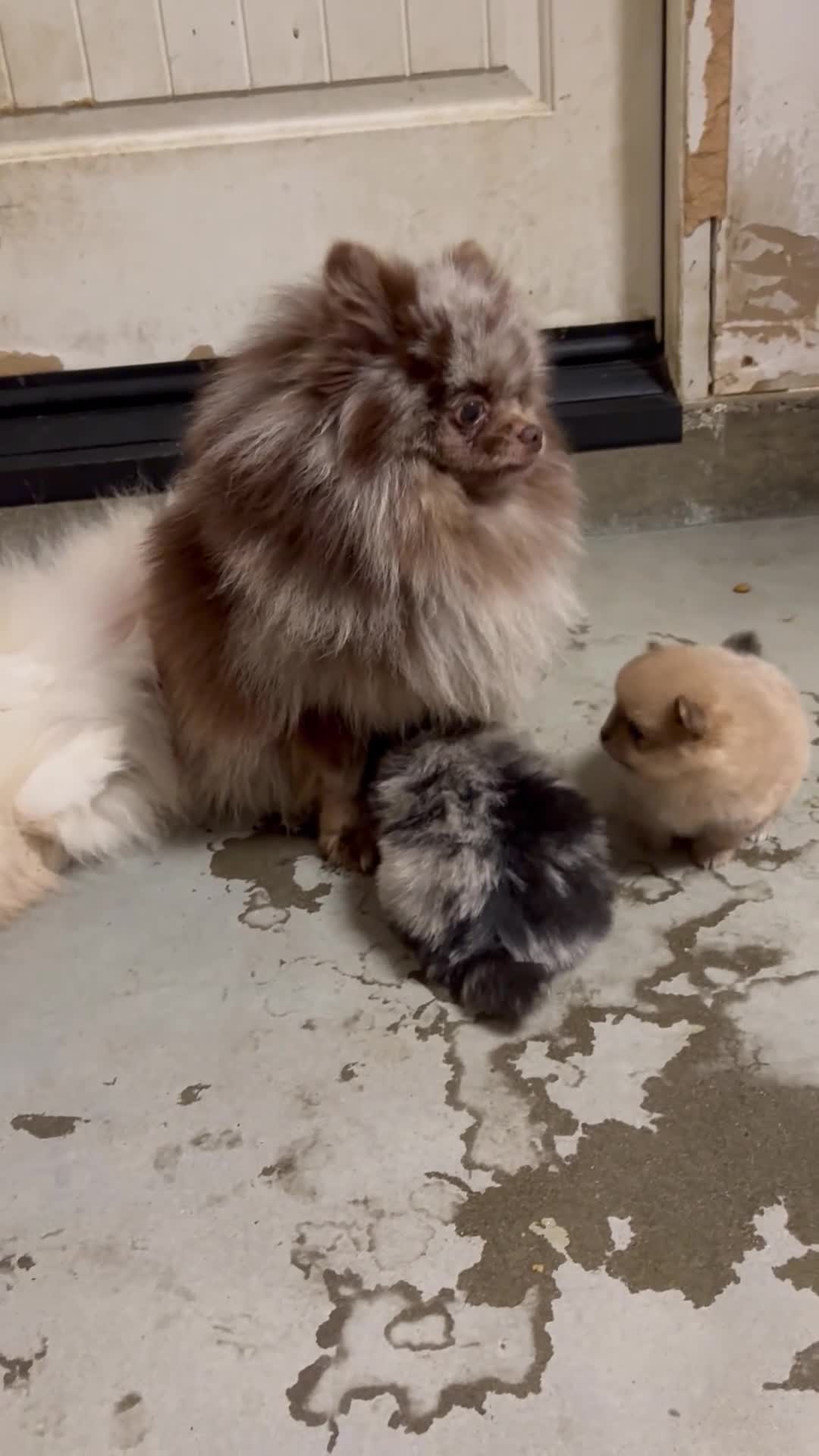 Pomeranian dogs for sale: Pomeranian 1 - Video 1