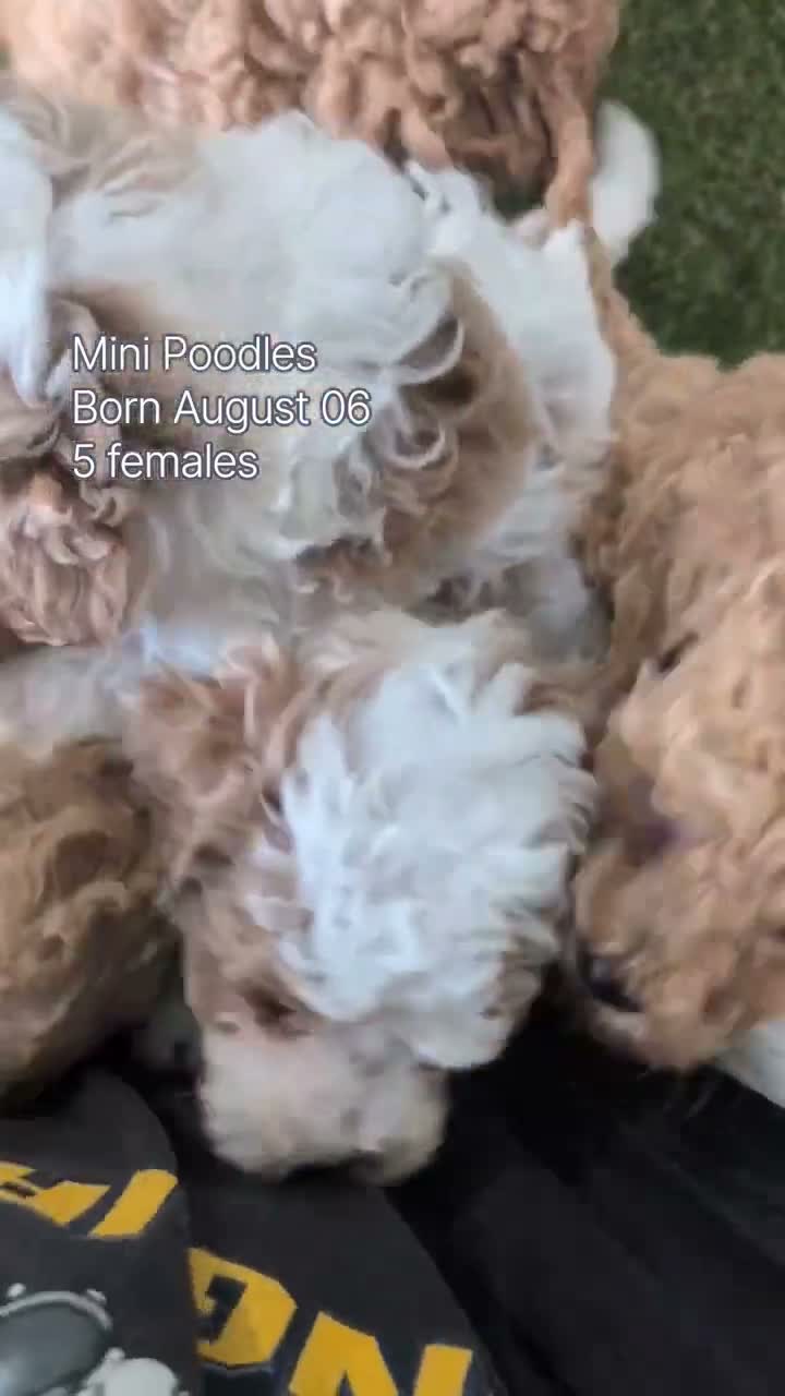 Miniature Poodle dogs for sale: Lady  - Video 2