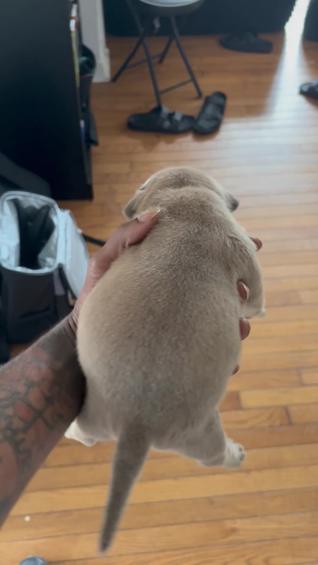 American Bully dogs for sale: Sina - Video 1
