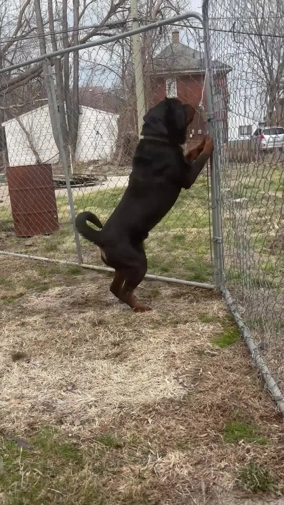 Rottweiler dogs for sale: Rottweiler 1 - Video 1