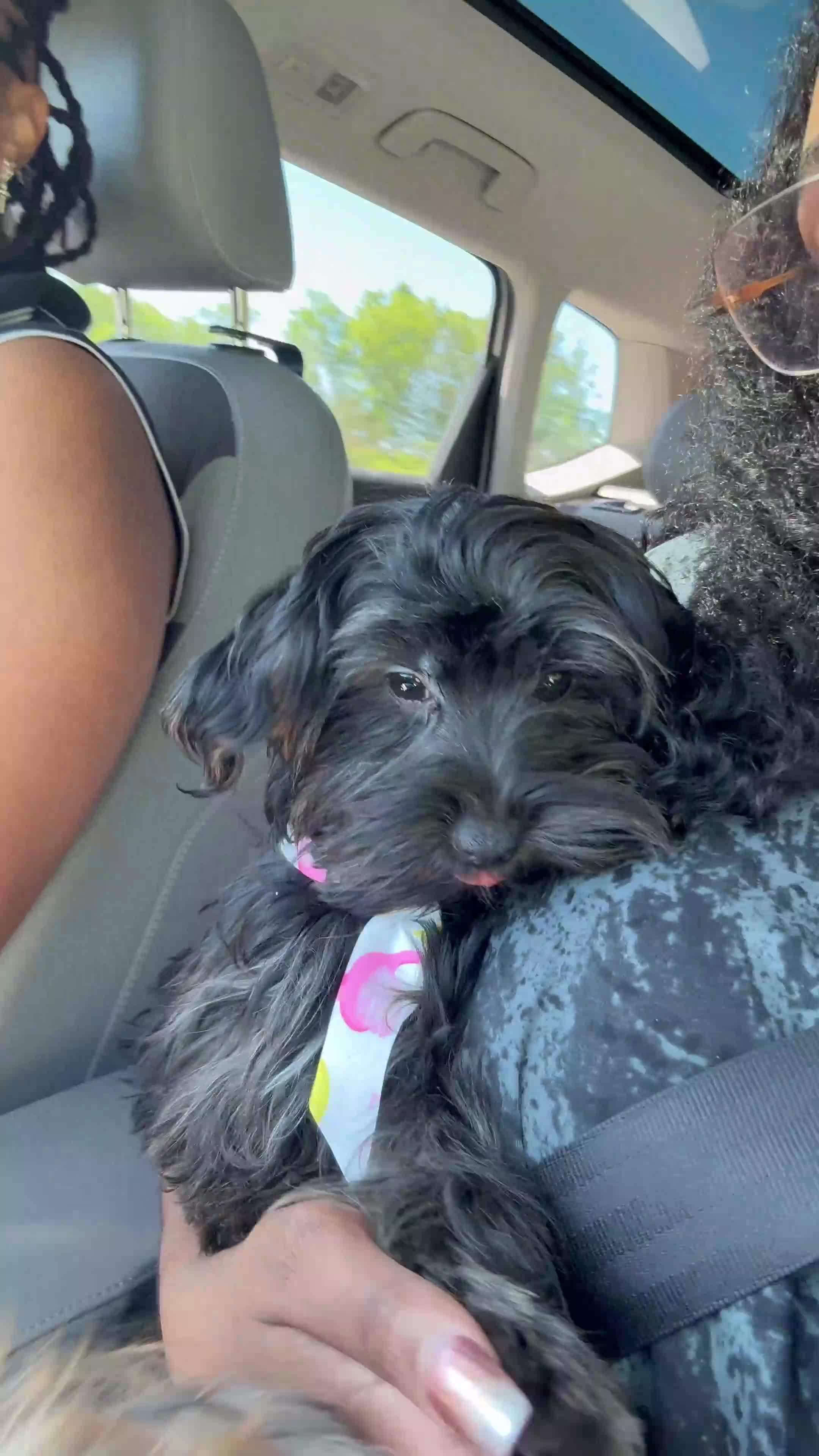 Mixed Breed dogs for sale: CoCo Bean (Beanie) - Video 1