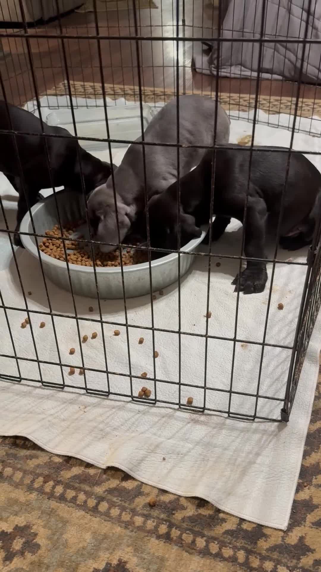 Cane Corso dogs for sale: Zeus - Video 1