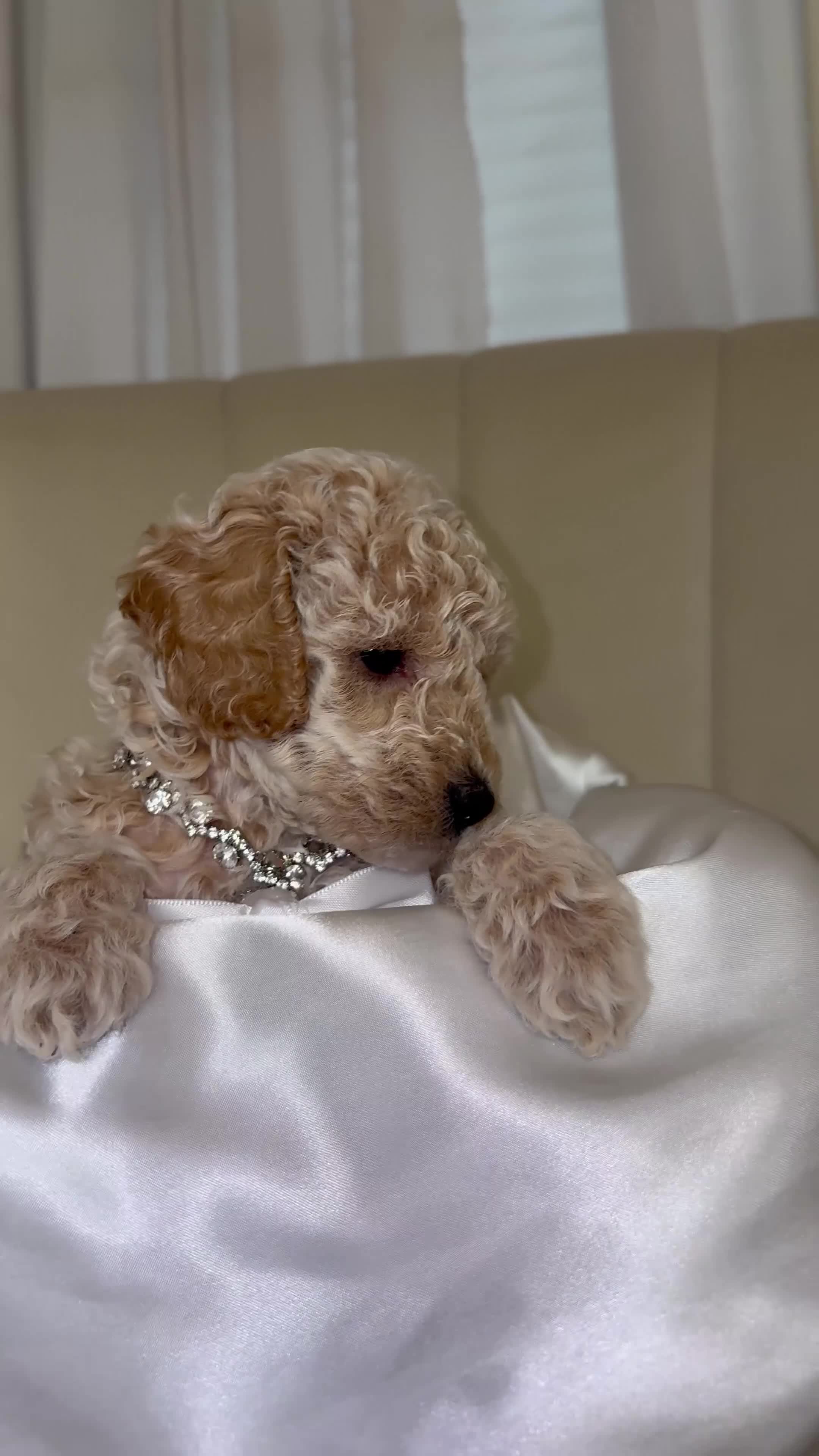 Toy Poodle dogs for sale: Toy Poodle Puppy 3 - Video 2