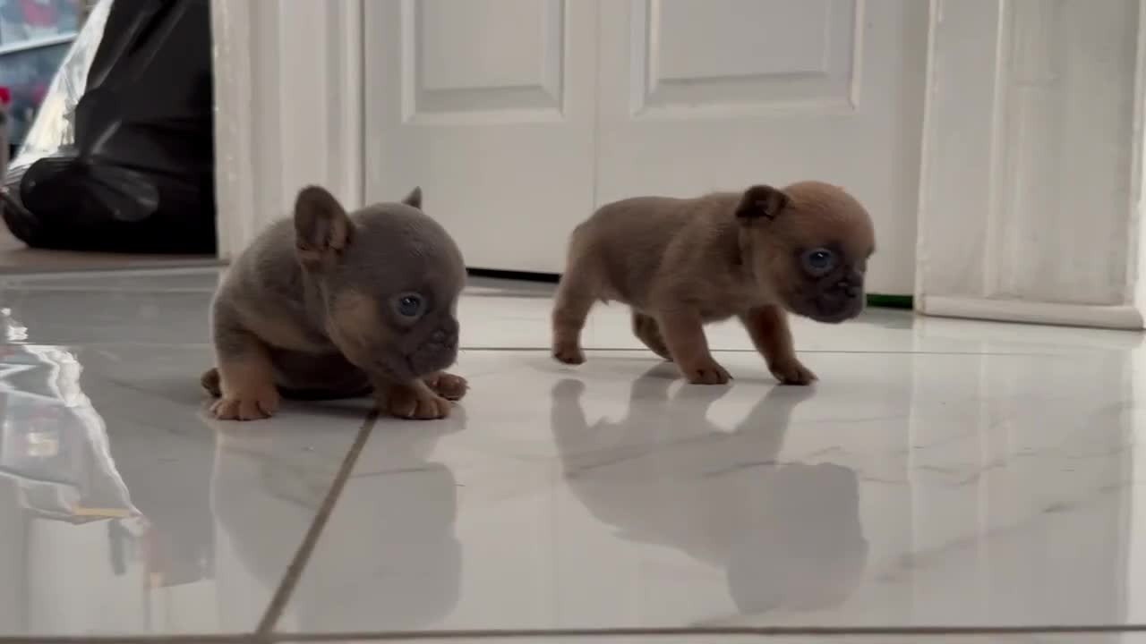 French Bulldog dogs for sale: French Bulldog 1 - Video 1