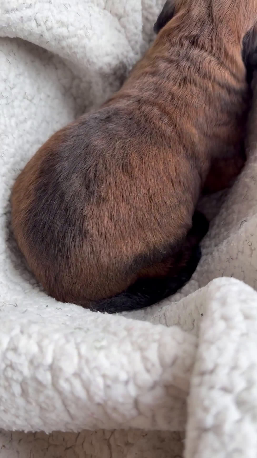 Mixed Breed dogs for sale: Oscar - Video 2